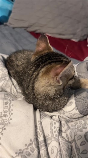 crows_feathers1 (@crows_feathers1)’s videos with Originalton - DAILY MEMES