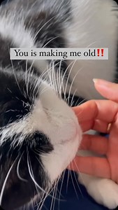 my old man 🥺 #catsofinstagram #toothlessnugget #cat #cutecat | Toothless Nugget