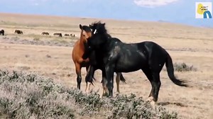 32K views · 1.1K reactions | Breeding Excellence Quarter Horse Egun...