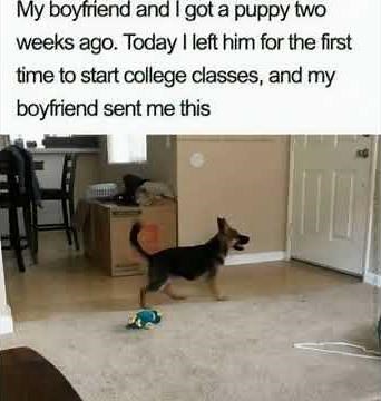 Puppy Reunion After College #emotional #dogs