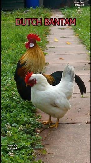 Cute Dutch bantam rooster crowing #keepingchickens #bantamchickens #zwerghühner #chickens #hühner