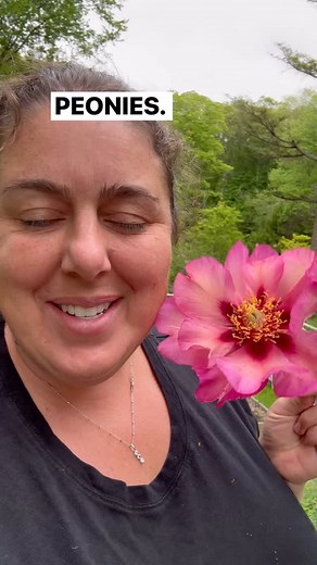 Let’s talk about the three types of peonies. First, the Tree Peony. With its woody stems and early, blooms, it adds presence to the garden. It doesn’t die back in winter and becomes more impressive with age. Don’t we all. Not the best cut flower, but she blooms first so squeeze one in somewhere. Next is the Herbaceous Peony, the most common. It dies back each fall, then returns faithfully each spring with big, often full fragrant blooms, some more than others. There are some fabulous single bloo