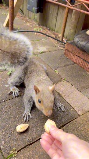 He prefers getting almonds from my hand. #squirrel #squirrellover #backyardwildlife #america #usa #USAToday #viralreelsfbpage | Kenzy’s Story