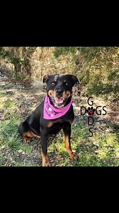 Six amazing Rottweilers ALL looking for homes! How bizarre is right. These 6 pups are wonderful and friendly and playful and would love their own family to take them out and about and show them off to the world! They are ready!! #puppygram #puppy #animalovers #happytails #FurEverHome #thisiswhywerescue #doglovercommunity #rescuestory #fureverhome #rewritetheirfuture #rescue #sanantoniotx #seniorlove #olddogsarethebestdogs #adoptdontshop #godsdogsatx #rescuedog #puppylove #rottweiler #rottweilerp