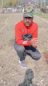 2.2K views · 42 reactions | Benefits of Rhizobium cultural in pulse crops Symbiotic nitrogen fixation from atmosphere to root nodules by Rhizobium Bacteria in pulses crops. | Agriculture Activities | Facebook