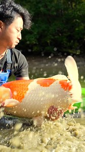 1.5M views · 24K reactions | Autumn Harvest Season in Japan  | Yvo - The Koi Partner | Facebook
