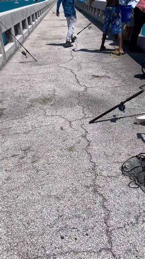 35 reactions · 71 comments | Shark attacks a Cobia in the Florida Keys!! 麗 @ktadventures97 •Follow @scienceoffishing •Like and Share this post. •Checkout my profile for more fishing related content. #fishing #science #crazyfish #tuna #marlin | The Science of Fishing | Facebook