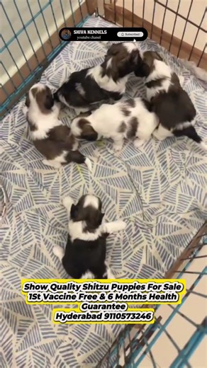 #shihtzu Puppies For Sale In Hyderabad #dogbreed