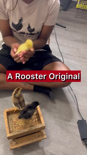 17K views · 443 reactions | Origin Story of Mr. Roo-Paul himself! Our journey has been full of surprises. Good thing @PurinaFeedGreatness as been there for every peck... I mean step, lol. #ad #checkerboardhappiness | BlackYard Chickenz | Facebook