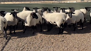 Today we sorted out our Kyneton Ewes, we will have 20 stud ewes available as well as 16 commercial ewes, all 2024 drop. Here is a sneak peak of our stud girls, they averaged 87kg today and have some fantastic pedigrees and performance behind them, we will be taking individual photos and videos in the next few days when it isn’t quite as windy as it was today! We haven’t shorn the ewes this year, time has been against us with harvest finishing late and a lot of other things going on so they still