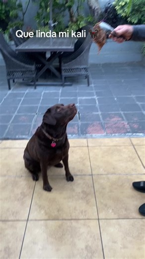 #creadoresdecontenido #viralvideo #fyp #tiktok Kali muy interesante 🐕‍🦺:)