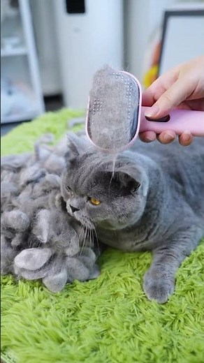 The SAFE Way to Remove Mats | Dematting Tool That Won't Hurt #aumuca