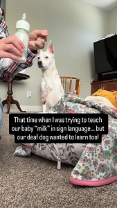 Faith is always watching and always learning… #deafdog #dog #asl #signlanguage #fyp | Deaf Dog of MN