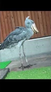 水を飲んで２匹目を食べるよ🌺dinner★ハシビロコウふたば🌱★shoebill Futaba