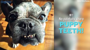 21K views · 122 reactions | It's National Adopt a Senior Pet Month! Here are five reasons why an older pup would make an excellent addition to your family. Please pass along this video to spread the message! A special thank you to our readers, who shared photos of their precious seniors with us. | Dogster | Facebook