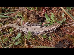 Muurhagedis/Common wall lizard (Podarcis muralis)