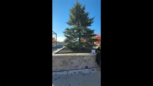 12 reactions | Tree Naming Contest! Hear the story the Christmas Tree at Geneva Commons. Help us name the tree! The winner will win a $100 gift card for a retailer and also many more prizes for runners up! Visit our website for more info! @topfans #GenevaCommons | Geneva Commons | Facebook