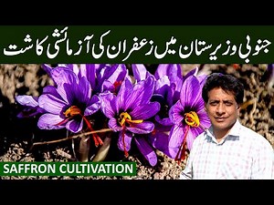 Saffron Cultivation in North Waziristan |Complete Guide to Sowing & Growing Saffron | September 2024