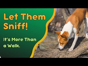 The Power of Sniffing: Why Your Dog Needs to Explore on Every Walk