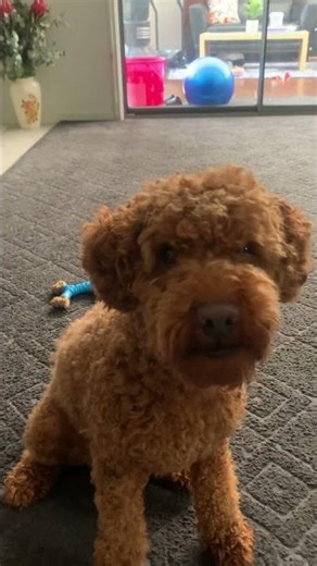 Toy poodle barking￼