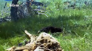 Nat Geo Wild Discovery Channel Animal Planet Wildlife Documentary 2015