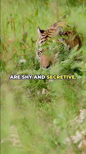 Meet the Elusive Indochinese Tiger: The Last of its Kind #animalkingdom