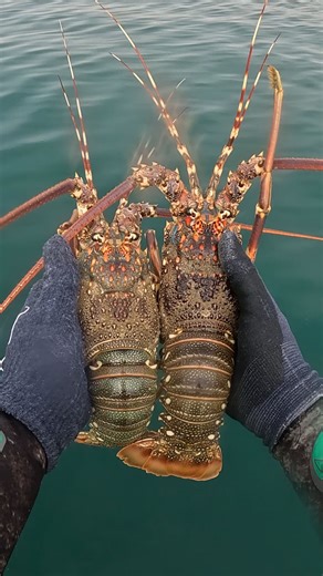 Diver🐟🔫 on Instagram: "🦞🤩🤩🌊"