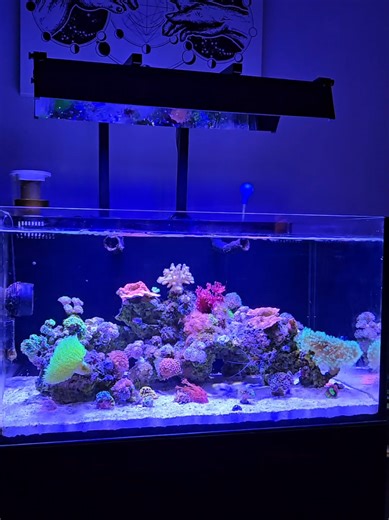 Exploring the Lagoon's Reefbreeders Photon V2 Pro