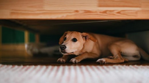Dog Anxiety: Signs, Causes, and Treatment | PetMD