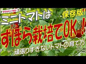 【ミニトマトの放任栽培】最低限の管理でOK！ズボラで収穫できるミニトマトの育て方を完全解説