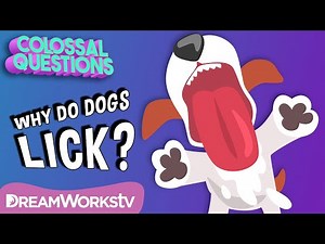 Why Do Dogs Lick Everything? | COLOSSAL QUESTIONS
