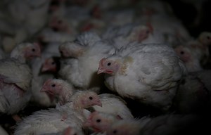 Animal Rights Activists Accused of Stealing Chickens From California Poultry Farm