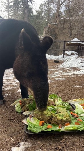 Cheyenne Mountain Zoo on Instagram: "Hip-hip-hooray for Mochi! Join us in wishing our mountain tapir a happy 27th birthday! Mochi is one of only three mountain tapir remaining in the U.S., and CMZoo is one of only two zoos where you can see them. Mountain tapirs are a critically endangered, extremely rare and iconic species, with an estimated 2,500 remaining in the wild."