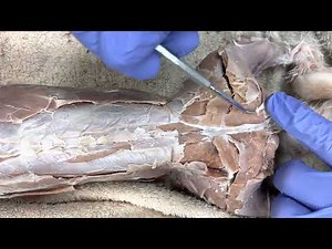 Rabbit Dissection Part 5: Hamstring & Gluteal Muscles
