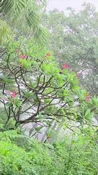 端午雨灑龍船花Dragon Boat Rain Sprinkles Dragon Boat Flowers #nature #攝影 #賞雨#情景#埸境#live #rain