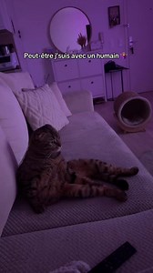 J’le mange — vidéo drôle chat Scottish Fold
