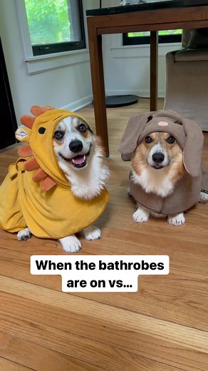 Adorable Doggos Have Fun in Bath Robes