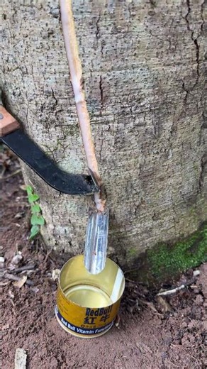 Survival Skills: How to Collect Precious Resin from Pine Trees?