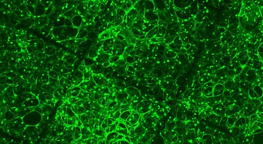 Cancer Origins | Cancer Research UK Manchester Institute