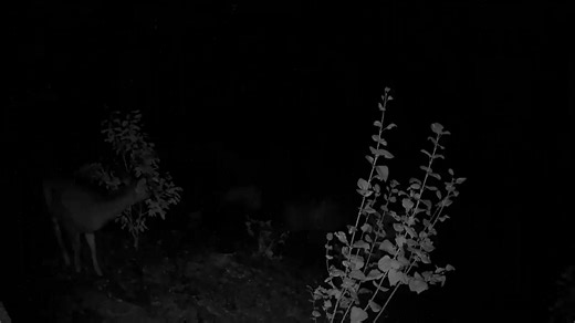 Doe in my flower bed. | Kelly Mahoney