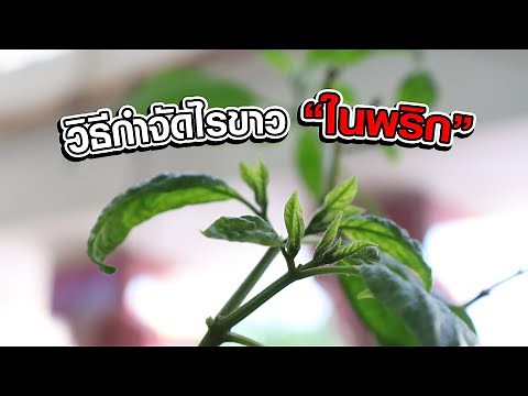 วิธีกำจัดไรขาว ในพริก