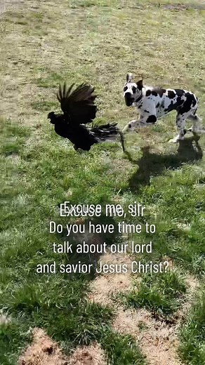 Rocco the Great Dane Chasing Chickens | Funny Dog Humor