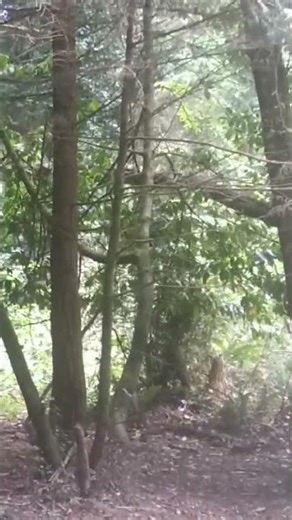 Sound of a tree snapping in half!