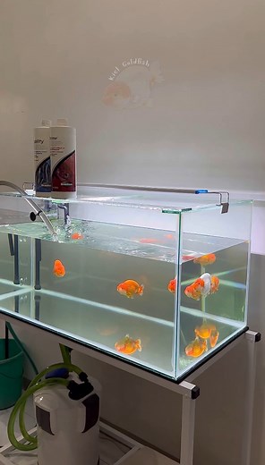 Clean tank, happy fish 🥰 #ranchu #goldfish #goldfishlover #ranchugoldfish #aquarium #fish #kielgoldfish | Kiel Goldfish