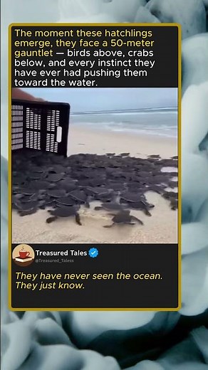 Baby Sea Turtles First Journey to the Ocean