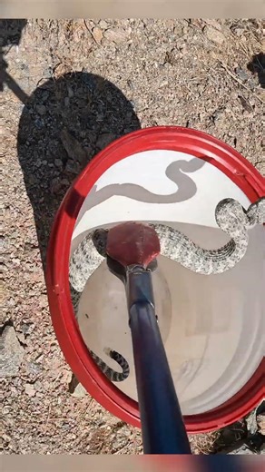 The Prettiest Rattlesnake?