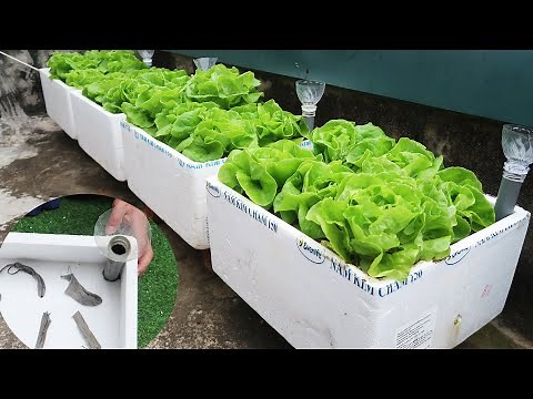 Turn Styrofoam Boxes Into A Small Garden To Grow Vegetables Easily On The Terrace