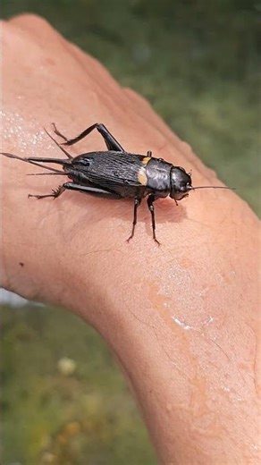 Gryllus bimaculatus insect