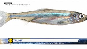1.3K views · 12 reactions | Why did Trump blame a small fish for California's water issues amidst devastating wildfires? US President Donald Trump has accused California Governor Gavin Newsom of diverting water to protect the endangered Delta smelt Oliver Regan tells you more | WION | Facebook