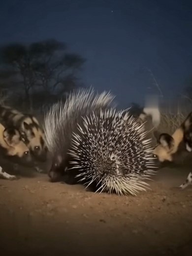 Porcupine vs Wild Dogs: A Stunning Spin Attack